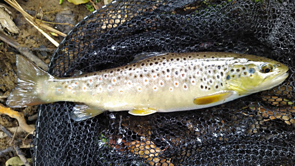 Photo of the Solid Howkeld trout